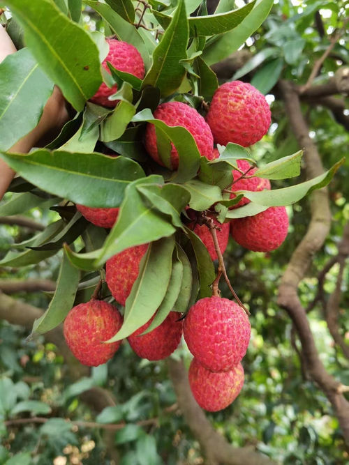 Latest company news about A Whole Lychee